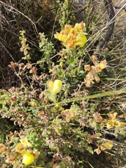 Calceolariaceae