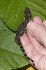 Cyrtodactylus rubidus