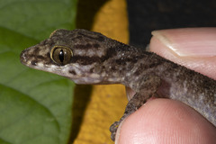 Cyrtodactylus rubidus