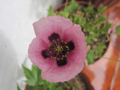 Papaver somniferum