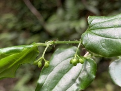 Smilax sieboldii
