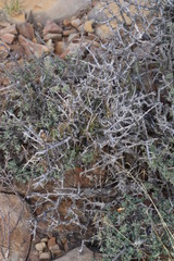 Sericocoma