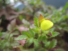 Calceolaria tripartita