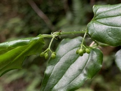 Smilax sieboldii