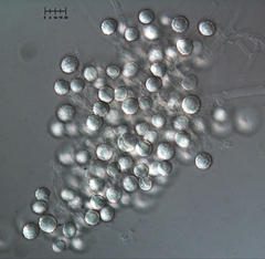 Botryotrichum