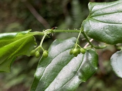 Smilax sieboldii