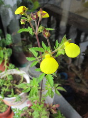 Calceolaria tripartita