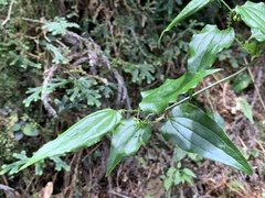 Smilax sieboldii