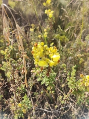 Calceolariaceae