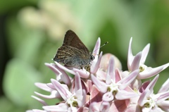 Satyrium auretorum