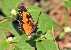Chlosyne lacinia saundersi