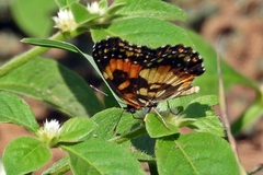 Chlosyne lacinia saundersi