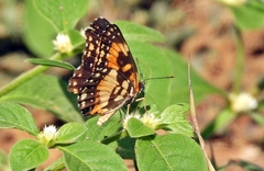 Chlosyne lacinia saundersi