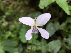 Viola mucronulifera
