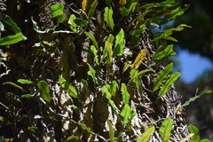 Polypodiopsida