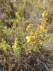 Calceolariaceae