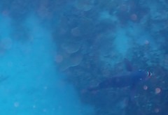 Scarus rubroviolaceus