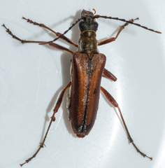 Stenocorus nubifer