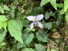 Viola mucronulifera