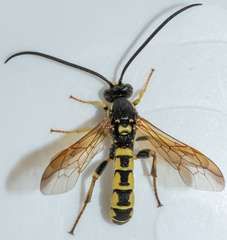 Metopius galbaneus