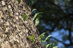 Polypodiopsida