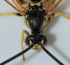 Metopius galbaneus