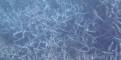 Syngnathoidei