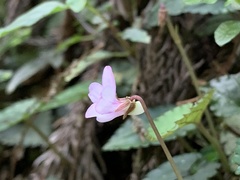 Viola mucronulifera