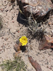 Calochortus aureus