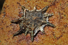 Scutellastra longicosta