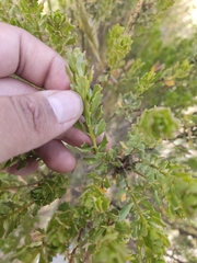 Baccharis tola