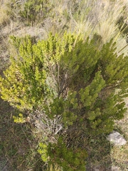 Baccharis tola