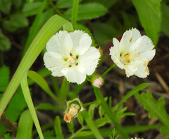 Callirhoe alcaeoides