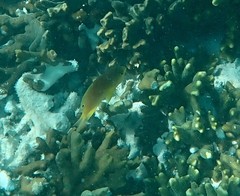 Pomacentrus moluccensis