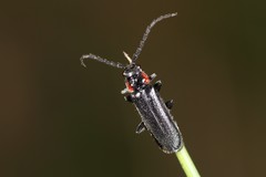 Cantharis tuberculata