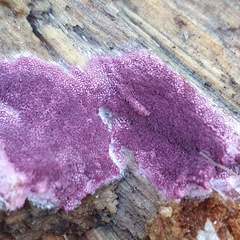 Ceriporia purpurea