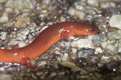 Pseudotriton montanus