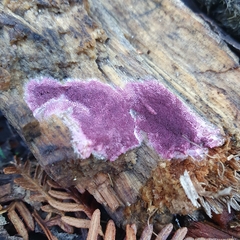 Ceriporia purpurea