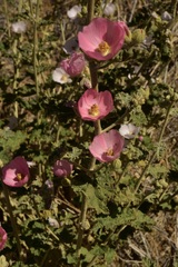 Sphaeralcea ambigua rosacea