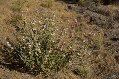 Sphaeralcea ambigua rosacea