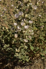 Sphaeralcea ambigua rosacea