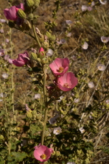 Sphaeralcea ambigua rosacea