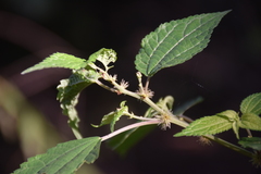 Angiospermae