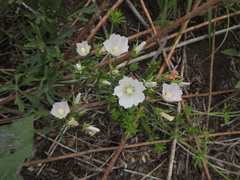 Callirhoe alcaeoides