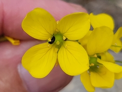 Physaria engelmannii