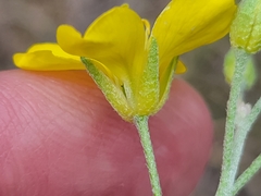 Physaria engelmannii