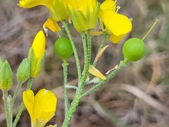 Physaria engelmannii