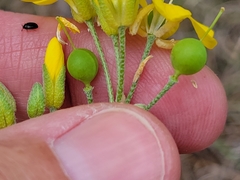 Physaria engelmannii