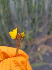 Utricularia