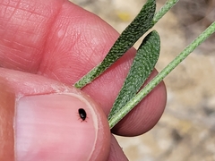 Physaria engelmannii